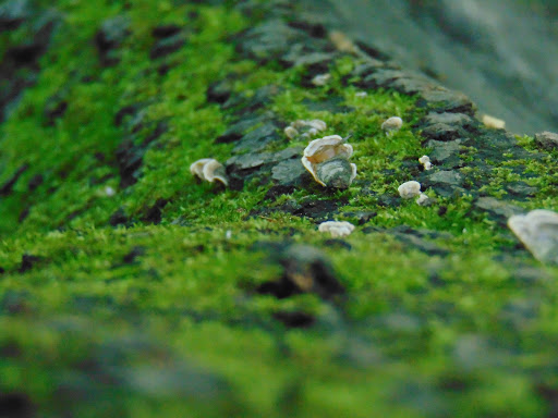 Park «Double Rock Park», reviews and photos, 8211 Glen Rd, Parkville, MD 21234, USA