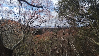 太陽と緑の道