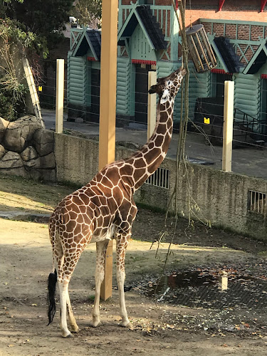 Beoordelingen van ZOO Antwerpen in Antwerpen - Museum