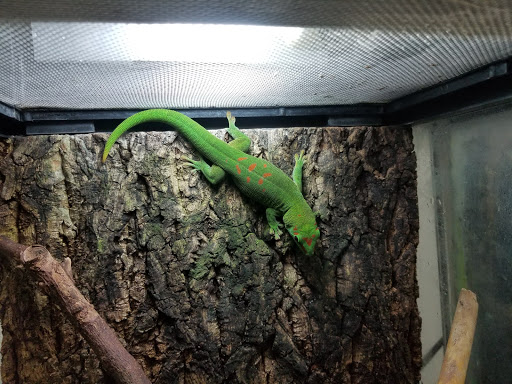 Reptile Store «MOC Reptiles», reviews and photos, 643 NE 125th St, North Miami, FL 33161, USA