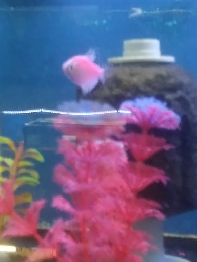 Pet Store «Fish Bowl Aquarium & Pet Mart», reviews and photos, 425 Pleasant St # 21, Fall River, MA 02721, USA