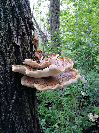 Nature Preserve «Bow in the Clouds Preserve», reviews and photos, 1805 Nazareth Rd, Kalamazoo, MI 49048, USA