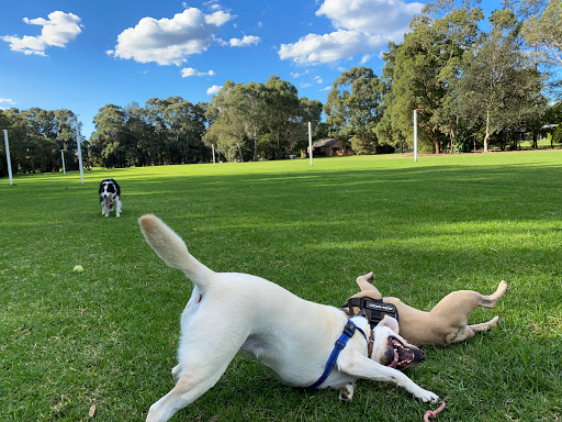 Sydney All Breeds Dog Training Club