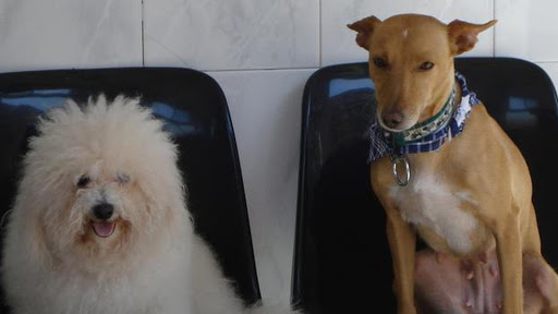 Clínica Veterinaria Manises en Manises