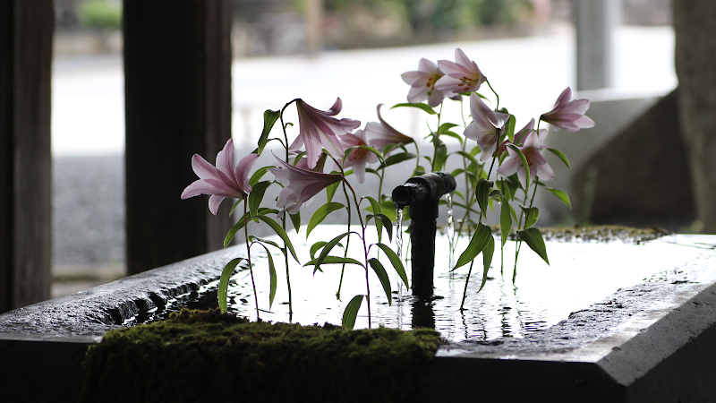 花の店サンフラワー