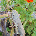 Photo n°2 de l'avis de Matthias.a fait le 08/01/2023 à 17:09 sur le  Hotel Restaurant Pace à Brenzone sul Garda