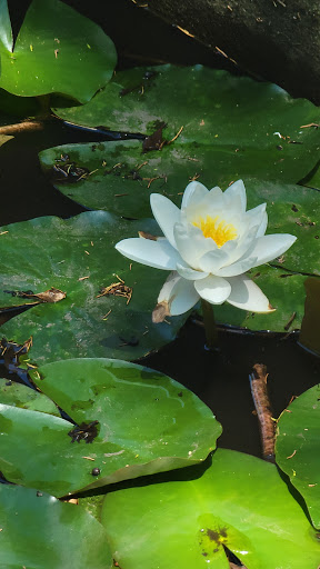 Theme Park «Tiki Action Park», reviews and photos, 1878 Middle Country Rd, Centereach, NY 11720, USA