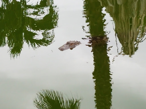 Miniature Golf Course «Golf N Gator», reviews and photos, 6355 N Atlantic Ave, Cape Canaveral, FL 32920, USA