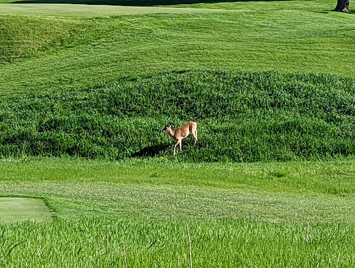 Private Golf Course «Blue Mound Golf and Country Club», reviews and photos, 10122 W North Ave, Wauwatosa, WI 53226, USA