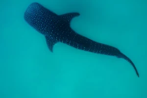 Afro Whale shark safari image