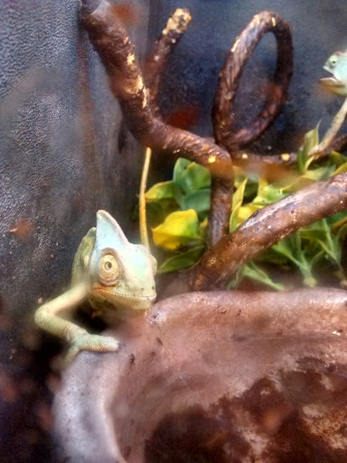 Pet Supply Store «PetSmart», reviews and photos, 3500 Ross Clark Cir, Dothan, AL 36303, USA