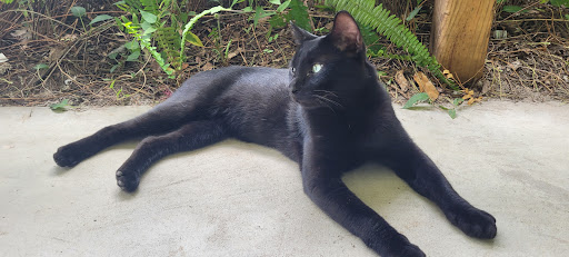 Theme Park «TreeHoppers Aerial Adventure Park», reviews and photos, 27839 St Joe Rd, Dade City, FL 33525, USA