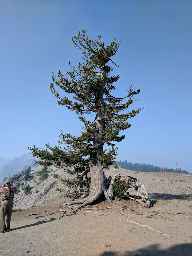 National Forest «Umpqua National Forest», reviews and photos, 1121 Houser Ct, Idleyld Park, OR 97447, USA