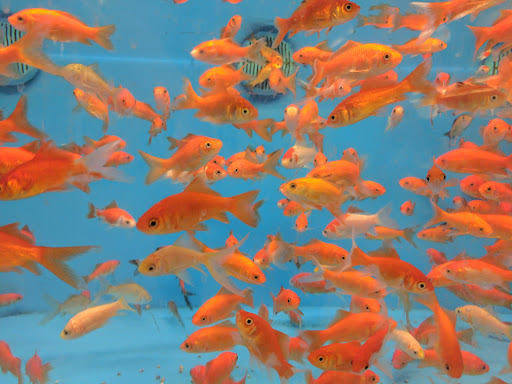 Pet Supply Store «PetSmart», reviews and photos, 150 Glynn Isle, Brunswick, GA 31525, USA