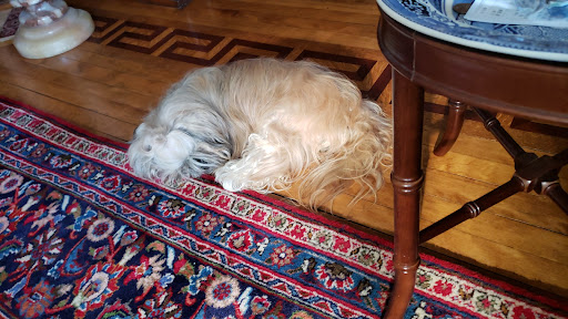 The Little Animal Hospital SC: Charlotte Little DVM image