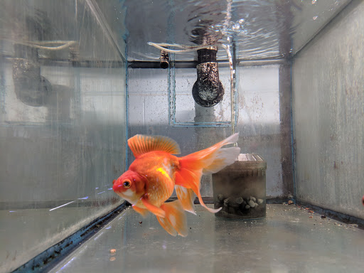 Pet Store «Forest Lake Pets», reviews and photos, 120 Lake St N, Forest Lake, MN 55025, USA