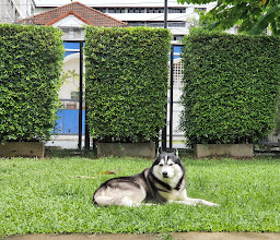 Happy Pup (Dog Swimming Pool and More) photo