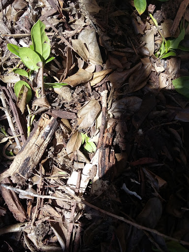 Golf Club «Lantana Golf Club», reviews and photos, 800 Golf Club Dr, Argyle, TX 76226, USA