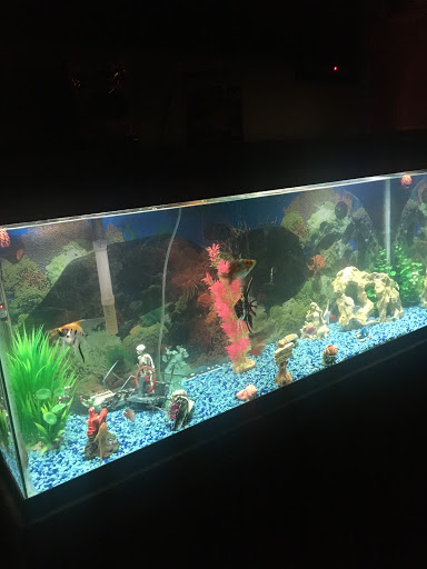 Tropical Fish Store «J B Tropical Fish», reviews and photos, 1950 N Black Horse Pike, Williamstown, NJ 08094, USA