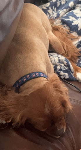 Pet Supply Store «PetSmart», reviews and photos, 5435 W TX-1604 Loop N, San Antonio, TX 78253, USA