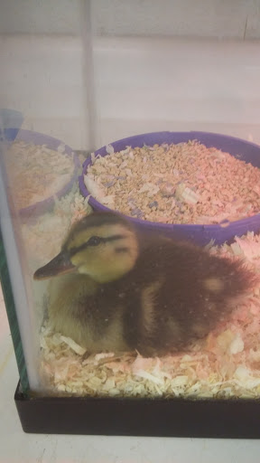 Garden Center «Redway Feed, Garden & Pet Supply», reviews and photos, 290 Briceland Thorn Rd, Redway, CA 95560, USA