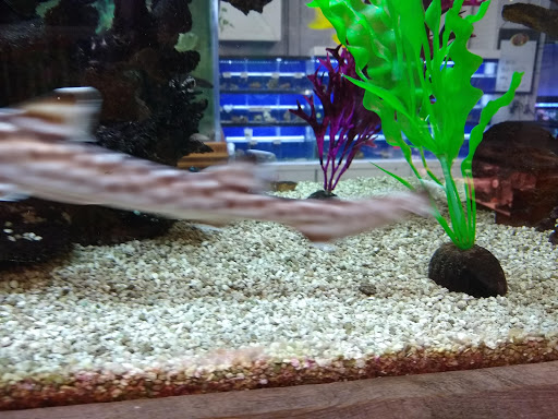 Pet Store «The Pet Zone», reviews and photos, 20 W Oak St, Pittston, PA 18640, USA