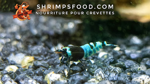 Magasin d'articles pour animaux Shrimpsfood Dinan
