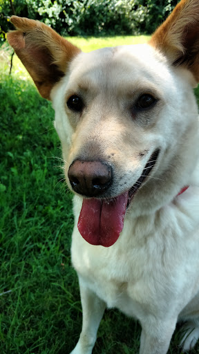 Animal Shelter «The Humane Society of Greater Kansas City», reviews and photos