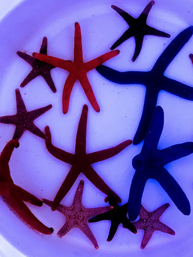 Aquarium «Neptunes Aquariums», reviews and photos, 5329 W 20th Ave, Hialeah, FL 33012, USA