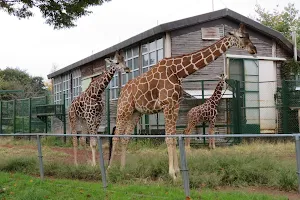 Saitama Children's Zoo image