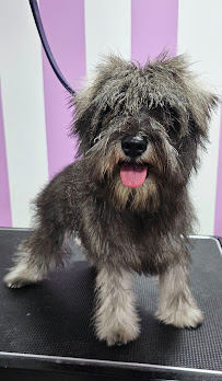 DIAMOND'S PET GROOMING INC - Photo 8 - Car repair in Ponce, Puerto Rico, Ponce