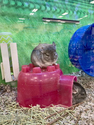 Pet Supply Store «PetSmart», reviews and photos, 145 Promenade Blvd, Bridgewater, NJ 08807, USA