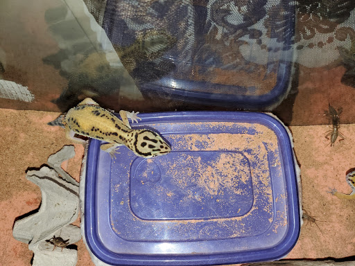 Pet Supply Store «PetSmart», reviews and photos, 3450 N Morrison Rd, Muncie, IN 47304, USA