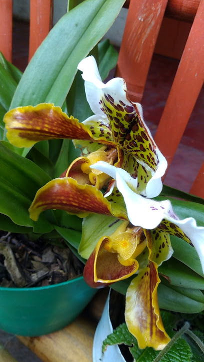 Orquídeas y zapatillas de venus