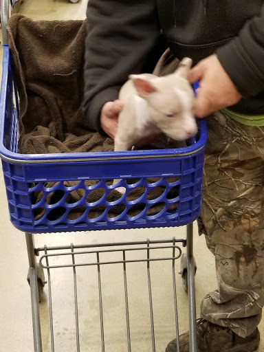 Pet Supply Store «PetSmart», reviews and photos, 8281 Troy Pike, Huber Heights, OH 45424, USA