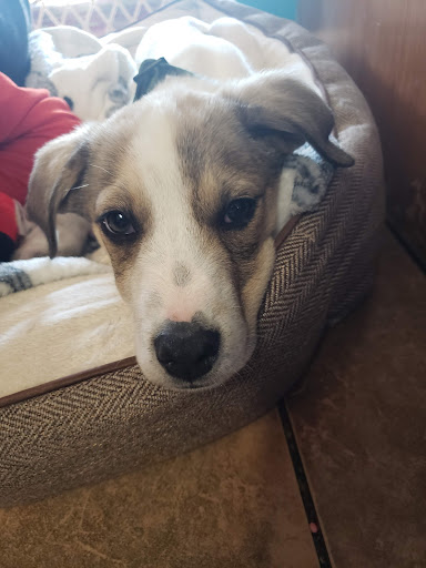 Eleventh Hour Rescue Adoption Center at the Roxbury Mall