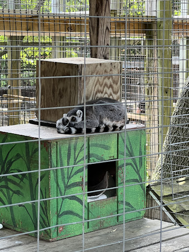 Zoo «Luray Zoo A Rescue Zoo», reviews and photos, 1087 U.S. 211, Luray, VA 22835, USA