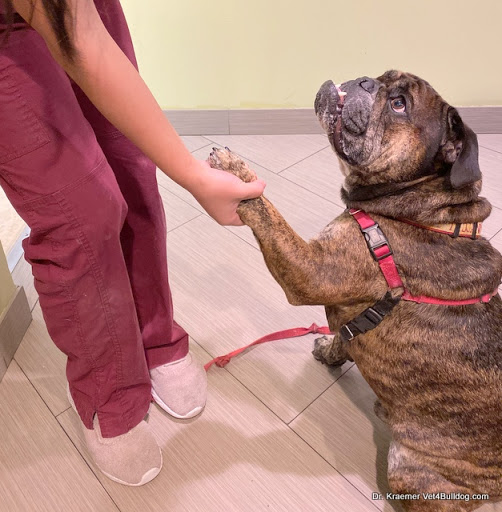 Dr. Kraemer Vet4Bulldog image