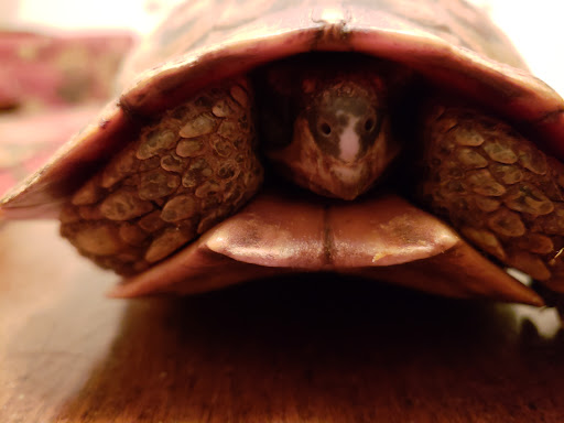 Pony Ride Service «Animals Unlimited LLC est 1996 travelling petting zoo/pony rides/travelling exotic animal programs .», reviews and photos, 16805 Mountain Rd, Montpelier, VA 23192, USA