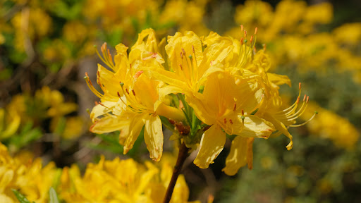 Botanical Garden «Rhododendron Species Botanical Garden», reviews and photos, 2525 S 336th St, Federal Way, WA 98003, USA