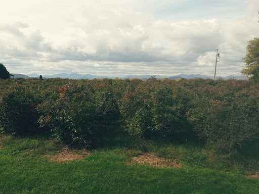 Winery «Charlotte Village Winery», reviews and photos, 3968 Greenbush Rd, Charlotte, VT 05445, USA