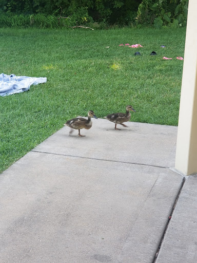 Park «Silver Lake Beach Park», reviews and photos, 4305 NE Stinson Blvd, Columbia Heights, MN 55421, USA