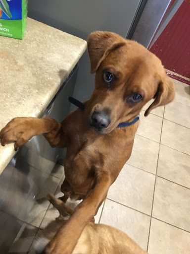 Pet Store «Charm City Puppies», reviews and photos, 8205 Snowden River Pkwy, Columbia, MD 21045, USA