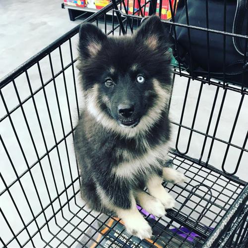 Pet Supply Store «Pet Supplies Plus», reviews and photos, 5394 Kemps River Dr Suite 101, Virginia Beach, VA 23464, USA