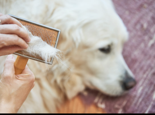 Pet Store «Pet Resources», reviews and photos, 814 Westchester Ave, Bronx, NY 10455, USA