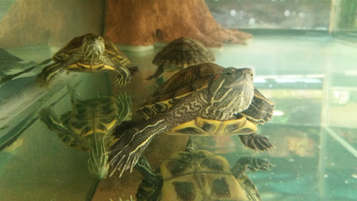 Pet Supply Store «Petco Animal Supplies», reviews and photos, 753 53rd Ave NE, Fridley, MN 55421, USA