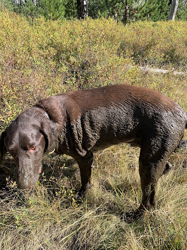 Santa Clara Animal Hospital image