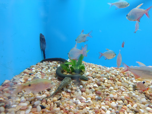 Pet Supply Store «Pet Supermarket», reviews and photos, 608 Montgomery Hwy, Vestavia Hills, AL 35216, USA