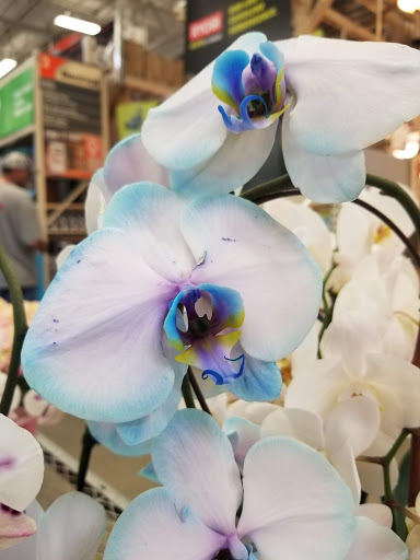 Home Improvement Store «The Home Depot», reviews and photos, 6700 Mooretown Rd, Williamsburg, VA 23188, USA