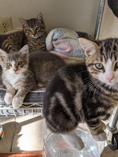 Thrift Store «Companion Animal Foundation», reviews and photos, 88 Sunnybrae Center, Arcata, CA 95521, USA